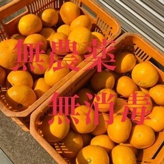 無農薬　甘夏みかん　5kg ②