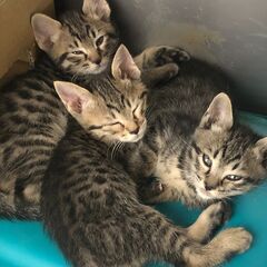 2022年2月生の子猫*3