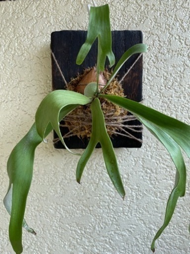 オシャレ植物！コウモリラン　観葉植物　ビカクシダ