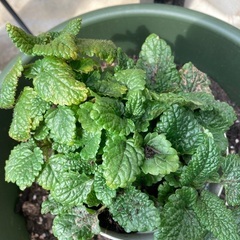 レモンバーム　ハーブ　植物の画像