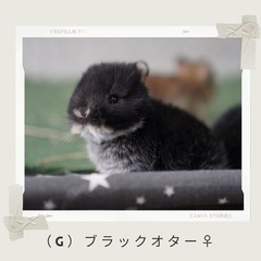 純血種🐰血統書付　ネザーランドドワーフご予約開始🐰