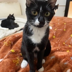 白黒の猫ちゃんの里親募集中🐈‍⬛