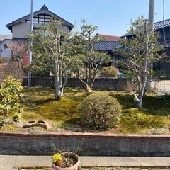庭の木