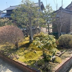 庭の木の画像