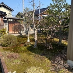 庭の木の画像