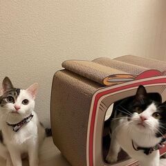姉妹につき２匹一緒にお願いいたします