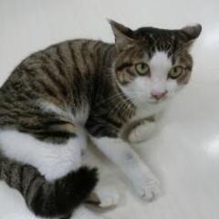 マックス君　ベタ男です