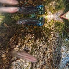 【熱帯魚】【ベタ】【マハチャイエンシス ペア 若魚】【WF1】の画像