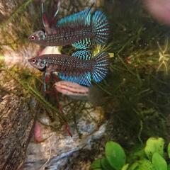 【熱帯魚】【ベタ】【マハチャイエンシス ペア 若魚】【WF1】