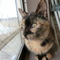 サビ猫　ちゃちゃ