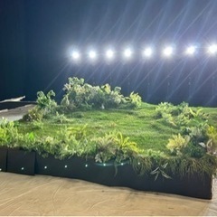 芝生　ジョイターフ　差し上げます。の画像