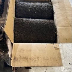 芝生　ジョイターフ　差し上げます。の画像