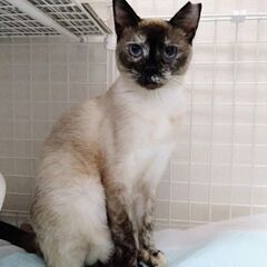 ※里親様決定 大人しくて瞳がキレイな美猫ちゃん