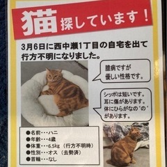 迷子猫のチラシを貼らせて下さる場所探してます。