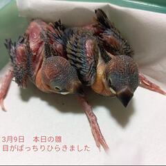 文鳥の雛　2月19日生まれ　里親さん募集 - 川越市