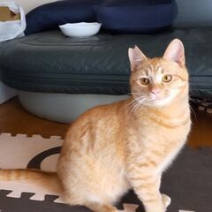 仔猫の里親さん募集