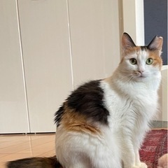 ルルちゃん˚✩∗*ﾟ 避妊手術済み　トライアル中〜🐾