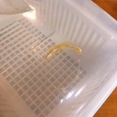 水切り　ラック　フタ付き　食器干しの画像