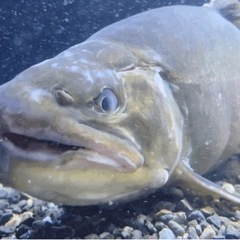 餌用小魚売ってください