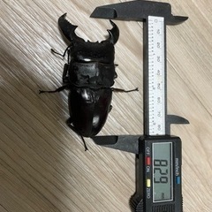 スマトラヒラタクワガタ