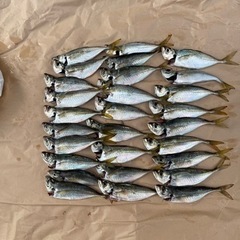 遠投サビキ釣り仲間　アジ釣り　釣りすきなひと！
