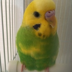 インコ里親募集