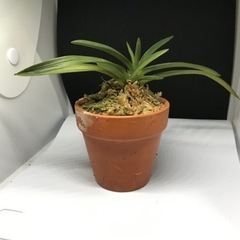 ルチア様　3株1200円　　富貴蘭・風蘭‼️の画像