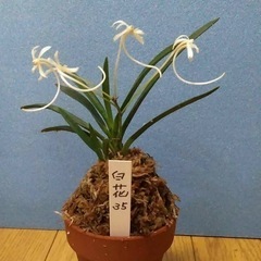 ルチア様　3株1200円　　富貴蘭・風蘭‼️の画像