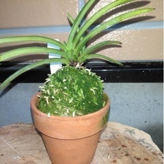 ルチア様　3株1200円　　富貴蘭・風蘭‼️の画像