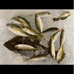 平日に気楽に釣りを楽しんでます^_^