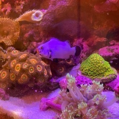 海水魚　プラチナオセラリス　2匹　オマケサンゴ　セット