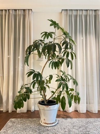 観葉植物　ツピタンサス