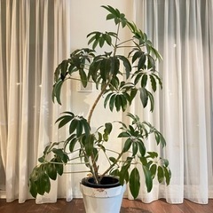 観葉植物　ツピタンサス