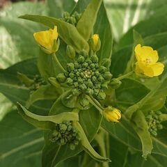 野菜の販売です。レストランのようなサラダが楽しめます。　赤いサラダ菜　ちしゃ　ルッコラなどいかがですか？の画像