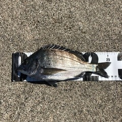 磯釣りチーム募集！