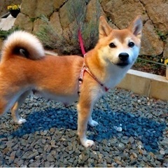 大人しい柴犬