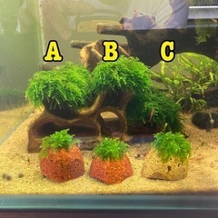 【水草】ウィーピングモス　各種