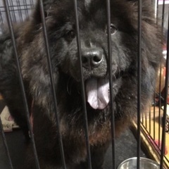 チャウチャウの里親募集しております