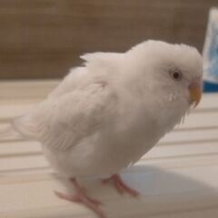 横須賀市 真っ白なセキセイインコ迷子です