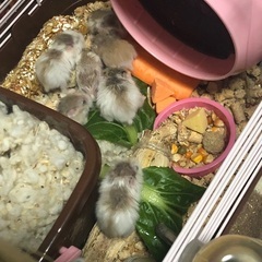 ロボロフスキーハムスター