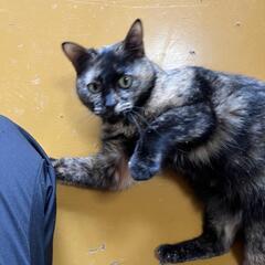 みやこちゃん、5歳サビ猫里親募集