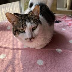 受付終了しました。小町ちゃん、8歳のメス、穏やかな猫、里親募集