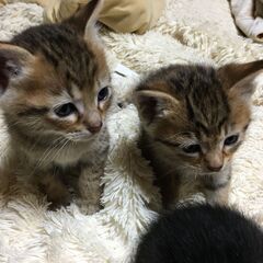 生後1ヶ月のふわふわでかわいい子猫4匹(２月６日生まれ) - 大牟田市