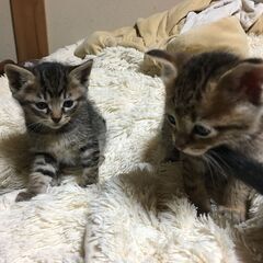 生後1ヶ月のふわふわでかわいい子猫4匹(２月６日生まれ) - 猫