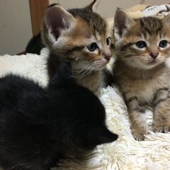 生後1ヶ月のふわふわでかわいい子猫4匹(２月６日生まれ) − 福岡県