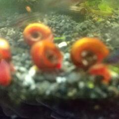 レッドラムズホーン10匹の画像