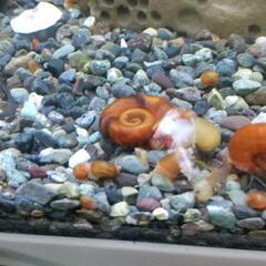 レッドラムズホーン10匹の画像