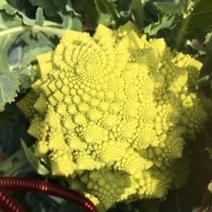 今日のとれたてお野菜(3/10限定)