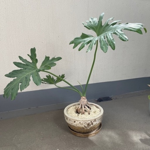 セローム　観葉植物　室内で育てていました