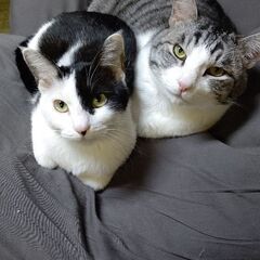元気な猫ちゃんです